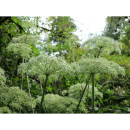 Engelworteltinctuur (Angelica archangelica) 