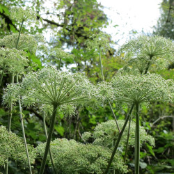 Engelworteltinctuur (Angelica archangelica) 