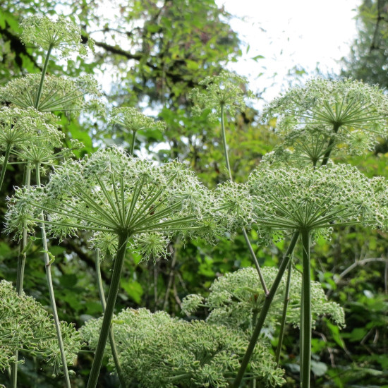 Engelwortel tinctuur (Angelica archangelica) 