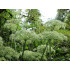 Engelworteltinctuur (Angelica archangelica) 