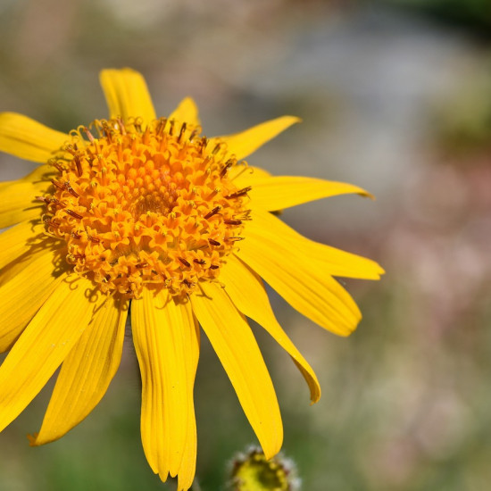 Arnicatinctuur  (Valkruid/Arnica montana)