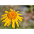 Arnicatinctuur  (Valkruid/Arnica montana)