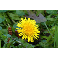 Paardenbloemextract  (Taraxacum officinalis)