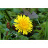 Paardenbloemextract  (Taraxacum officinalis)