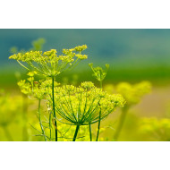 Venkeltinctuur (Foeniculum vulgare)