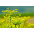 Venkeltinctuur (Foeniculum vulgare)