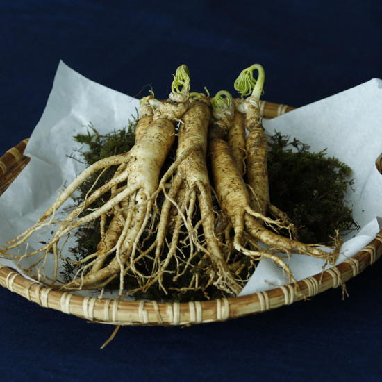 Ginsengtinctuur  (Panax ginseng)