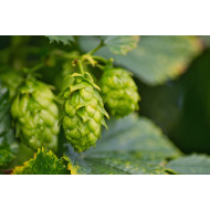 Hoptinctuur (Humulus lupulus) 