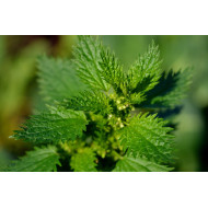 Brandnetelextract (Urtica dioica)