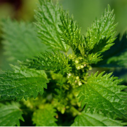 Brandnetelextract (Urtica dioica)