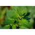 Brandnetelextract (Urtica dioica)