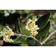 Boldo extract  (Peumus boldus)