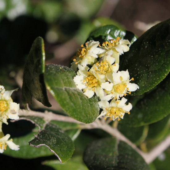 Boldo extract  (Peumus boldus)