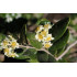 Boldo extract  (Peumus boldus)
