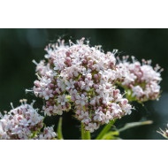 Valeriaantinctuur  (Valeriana officinalis)