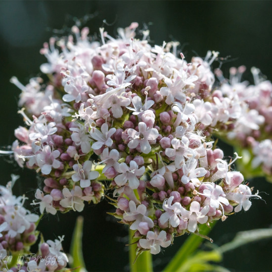 Valeriaantinctuur  (Valeriana officinalis)