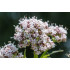 Valeriaantinctuur  (Valeriana officinalis)