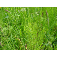 Heermoestinctuur (Equisetum arvense)