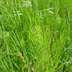 Heermoestinctuur (Equisetum arvense)
