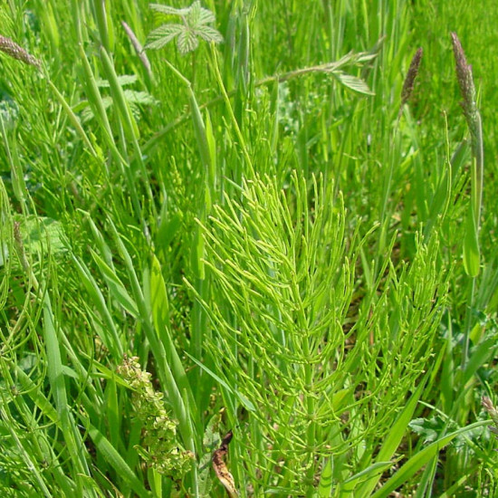 Heermoestinctuur (Equisetum arvense)