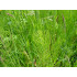 Heermoestinctuur (Equisetum arvense)
