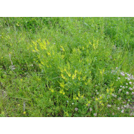 Akkerhoningklavercomplex  (Melilotus officinalis complex )