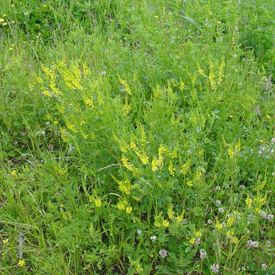 Akkerhoningklavercomplex  (Melilotus officinalis complex )