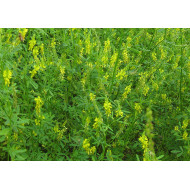 Akkerhoningklavertinctuur  (Melilotus officinalis)