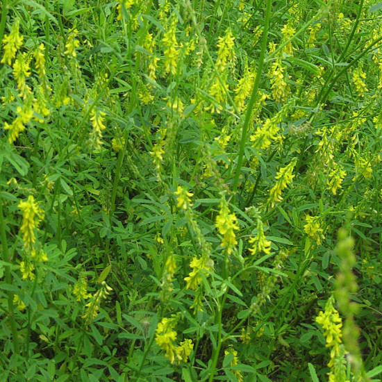 Akkerhoningklavertinctuur  (Melilotus officinalis)