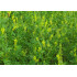 Akkerhoningklavertinctuur  (Melilotus officinalis)