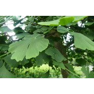 Ginkgotinctuur (Ginkgo biloba) 