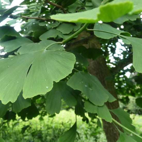 Ginkgotinctuur (Ginkgo biloba) 