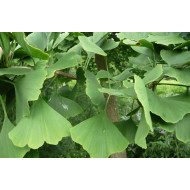 Ginkgo extract  (Japanse notenboom/Ginkgo biloba)