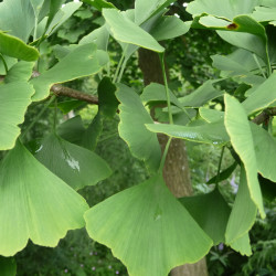 Ginkgo extract  (Japanse notenboom/Ginkgo biloba)