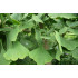 Ginkgo extract  (Japanse notenboom/Ginkgo biloba)