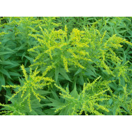 Guldenroede extract  (Solidago virgaurea)