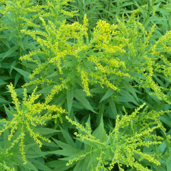 Guldenroede extract  (Solidago virgaurea)