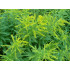 Guldenroede extract  (Solidago virgaurea)