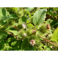 Grote klistinctuur (Arctium lappa)