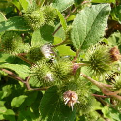 Grote klistinctuur (Arctium lappa)