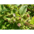Grote klistinctuur (Arctium lappa)