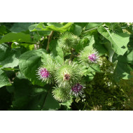 Grote kliscomplex  (Arctium lappa complex )
