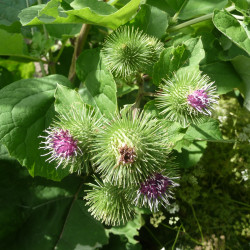 Grote kliscomplex  (Arctium lappa complex )
