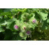 Grote kliscomplex  (Arctium lappa complex )