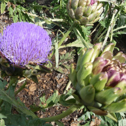 Artisjokextract  (Cynara scolymus)
