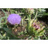 Artisjokextract  (Cynara scolymus)