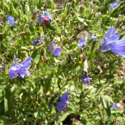 Heemsttinctuur (Althaea off.)