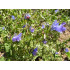 Heemsttinctuur (Althaea off.)