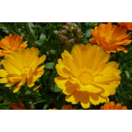 Goudsbloemtinctuur  (Calendula officinalis)