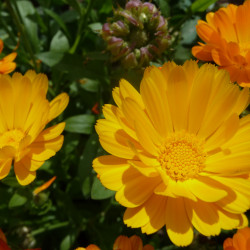 Goudsbloemtinctuur  (Calendula officinalis)